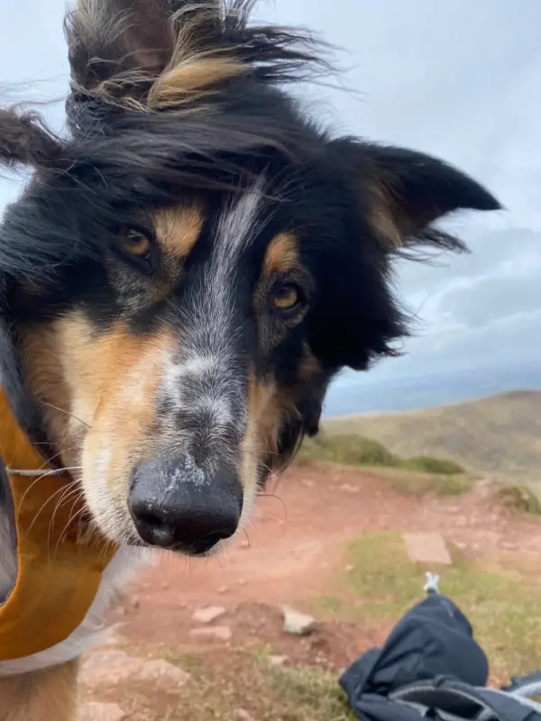 jem border collie e1752747129327